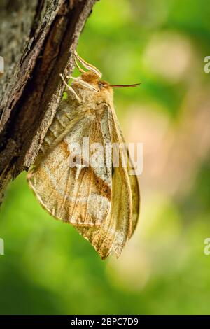 Side view of Tau Emperor female, a large yellow moth with tau letter on the wings sitting on brown tree bark in the woodlands. Blurry background. Stock Photo