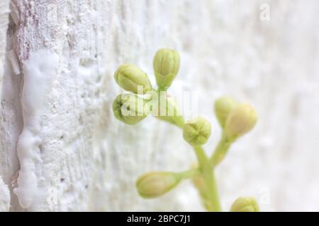 Macro Shot of Olive Buds  on White Painted Wooden Background Stock Photo