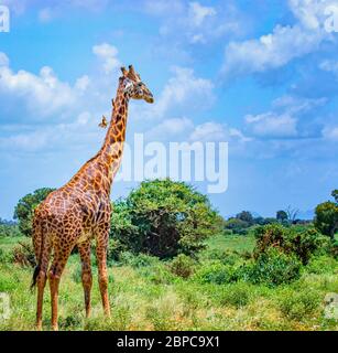 Giraffe standing in tall grass in Tsavo East National Park, Kenya. She has small birds on his neck. Hiding in the shade under high trees. It is a wild