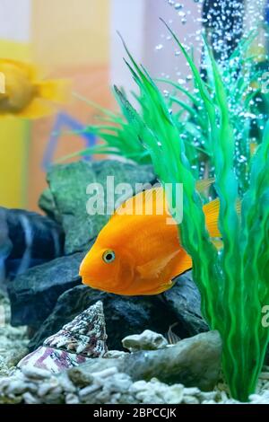 colorful beautiful fish red parrot hiding between algae in a home aquarium on a background of bubbles in the water Stock Photo