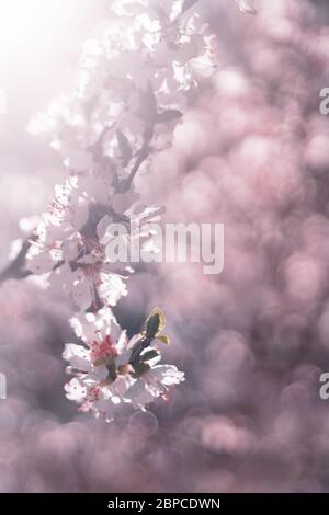 Cherry Tree with soft pastel Pink and White Blossoms on a sunny Spring ...