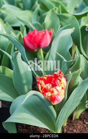 Pair of tulipa Abba fully opened. A bowl shaped red tulip with sometimes yellow markings a double early group of tulips Division 2 Stock Photo