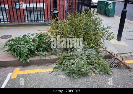 Discarded Christmas Tree, London Stock Photo