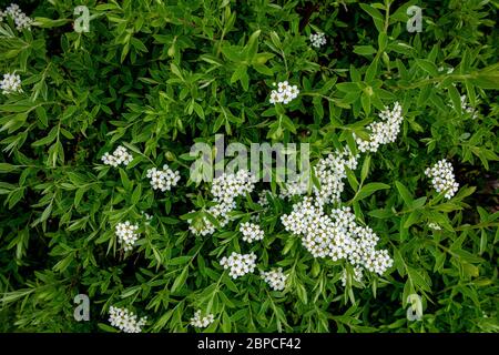 Spiraea arguta white flowers. White spiraea flowers on a branch. Stock Photo