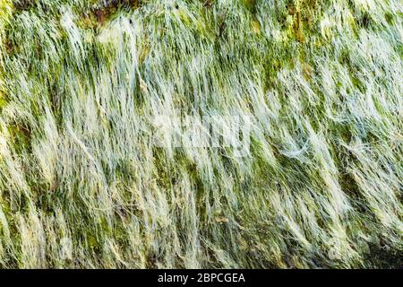 Close up texture of seaweed on a seaside rock. Background with green and white algae seaweed. The natural velvet texture of sea grass. Sea plant Stock Photo