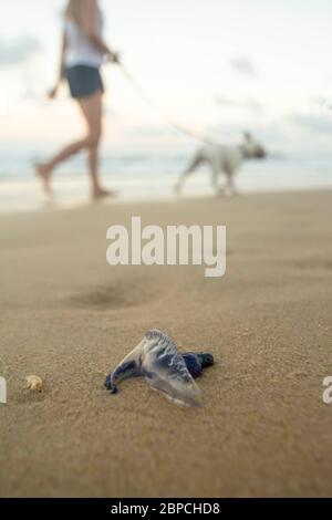 A person walking their dog on the beach next to a washed up blue bottle jellyfish in Australia. Stock Photo