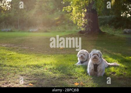 Two Havanese dogs laying down in a park enjoying the afternoon sun. Stock Photo