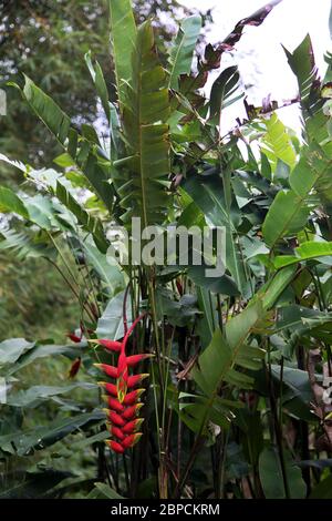 Grand Etang Forest Reserve Grenada Heliconia Rostrata - Hanging Lobster Claw - Tropical Flower Stock Photo