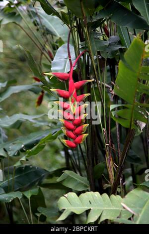 Grand Etang Forest Reserve Grenada Heliconia Rostrata - Hanging Lobster Claw - Tropical Flower Stock Photo