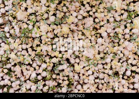 A large flower wall of pink roses and chrysanthemums. Stock Photo