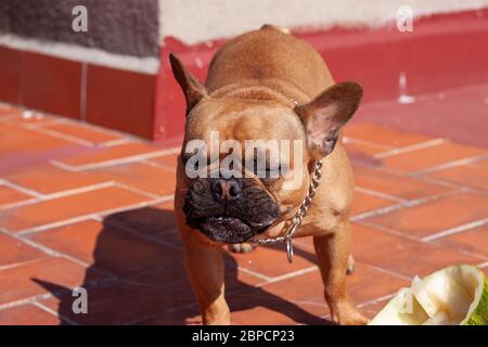 Happy French Bulldog eating fruit Stock Photo