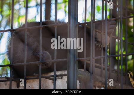 Asuncion, Paraguay. 26th April, 2008. Common chimpanzee (Pan troglodytes) lies down on concrete behind bars, inside its enclosure at Asuncion Zoo, Paraguay. Stock Photo