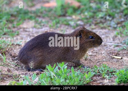 photo of a Brazilian guinea pig (Cavia aperea) in wildlife, resident of an urban area Stock Photo