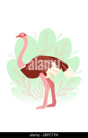 Ostrich in flat on white background. Australian big bird in childish style vector illustration. Camel-bird isolated banner, card. Cartoon animal nature art. Zoo postcard in pastel. Stock Vector