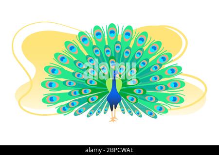 Peacock flat colorful vector illustration. Pretty color green tail banner. Peafowl greeting card, poster. Modern bird postcard. Cartoon trendy art isolated on white background. Asian wildlife. Stock Vector