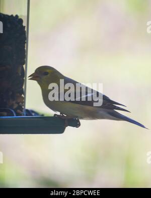 Female Goldfinch perched at a backyard feeder eating bird seed.  Background blurry. Stock Photo