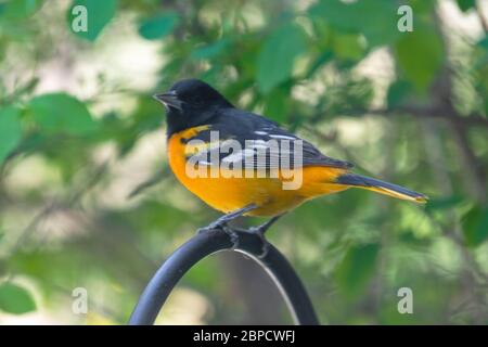 Male Baltimore Oriole perched on a shepards hook.  Spring plummage.  Background blurred. Stock Photo