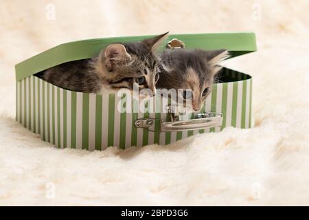 Two cute kittens peek out of a gift box in the form of a small suitcase Stock Photo