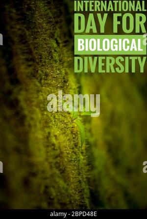 22nd May - International Day for Biological Diversity word on single plant with Isolated nature green background. International Day for Biological Div Stock Photo