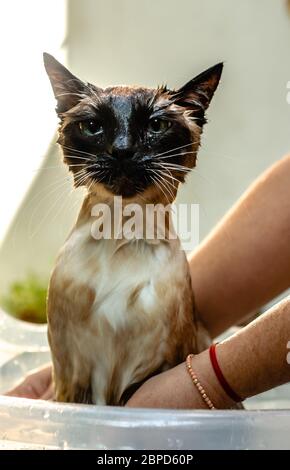 Siamese cat soaked when bathed in a bucket Stock Photo