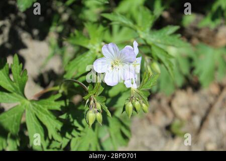 Wild geranium blooms with buds at Harms Woods in Skokie, Illinois Stock Photo