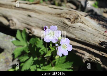 Two wild geranium blooms next to an old log at Harms Woods in Skokie, Illinois Stock Photo