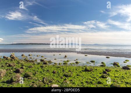 View from White Rock Promenade over Olympic Peninsula USA at low tide with bright green seaweeds, rocks and tide puddles, blue skies with some clouds. Stock Photo
