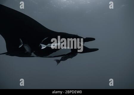 Underwater low angle view of melanistic (black) giant oceanic manta (Mobula birostris) swimming in Pacific Ocean, black and white Stock Photo