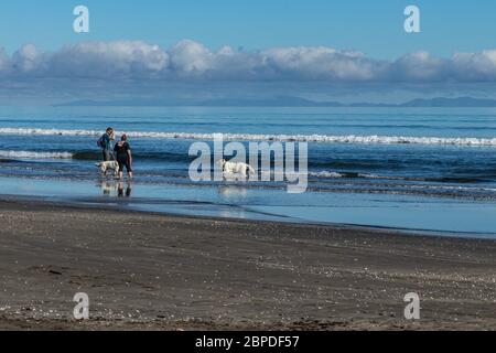 Owners exercising two dogs on Paekakariki Beach, New Zealand Stock Photo