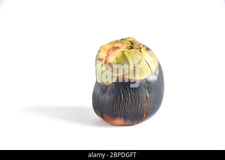 Asian Palmyra palm, Toddy palm, Sugar palm Cambodian palm (Borassus flabellifer L.) isolated on white background. Stock Photo