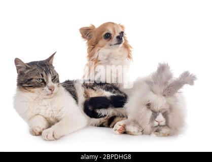 rabit, cat and chihuahua in front of white background Stock Photo