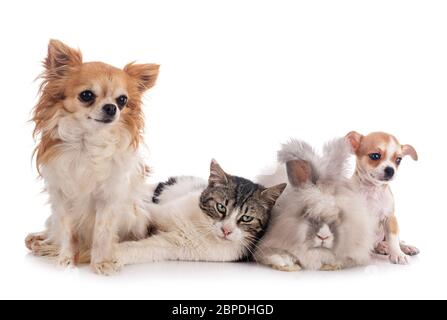 rabit, cat and chihuahua in front of white background Stock Photo