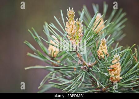 Selective focus. Male pine cones (Pinus sylvestris). Pine pollen is a strong allergen. Stock Photo