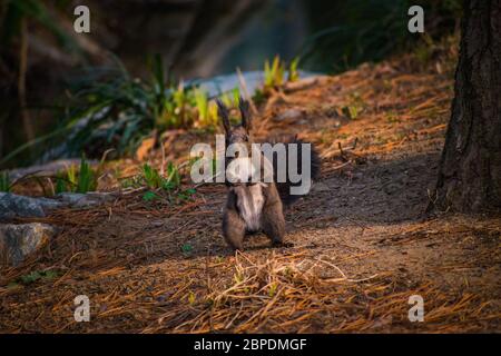 Siberian Tiger set against a dark background. Stock Photo
