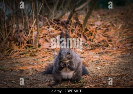 Siberian Tiger set against a dark background. Stock Photo
