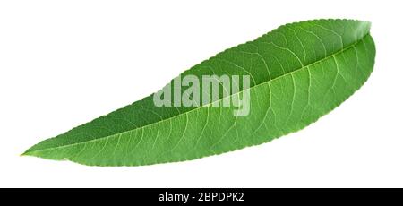fresh peach leaf isolated on white background Stock Photo