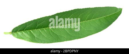 fresh peach leaf isolated on white background Stock Photo
