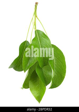 Pear leaf closeup isolated on white background Stock Photo