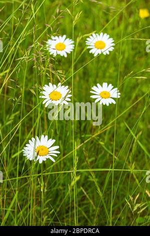 Oxeye daisy flowers blooming in the summer Stock Photo