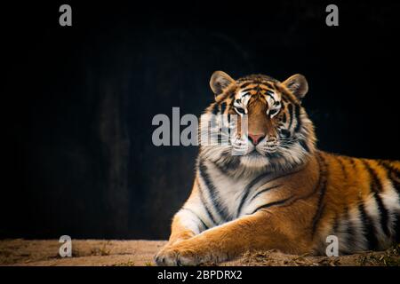Siberian Tiger set against a dark background. Stock Photo