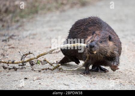 Beaver walking across a path dragging a section of a Trembling Aspen ...
