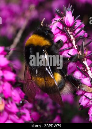 Foraging bumblebee flying in front of a purple flower heath in search of pollen at the end of the winter season Stock Photo