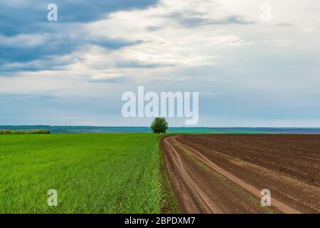 Dirt road through the green and plowed field. Countryside landscape Stock Photo