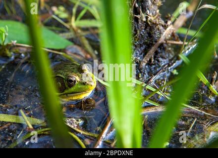 A green frog (Rana clamitans) sits in a wetland in New Haven, CT, USA Stock Photo