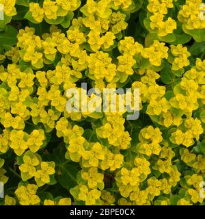 Closeup of Euphorbia polychroma cushion spurge (Euphorbia epithymoides) yellow flowers and green foliage in Spring, England, UK