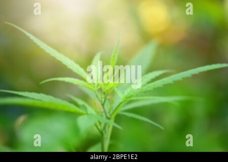 Green nature background. Closeup view of green Cannabis sativa leaf with beauty bokeh under sunlight for natural and freshness wallpaper concept. or M Stock Photo