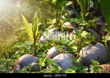 sprout of coconut tree with green tender leafs and pile of brown dry ripe and old coconuts on the ground. The coconut trees are germinating to growing Stock Photo