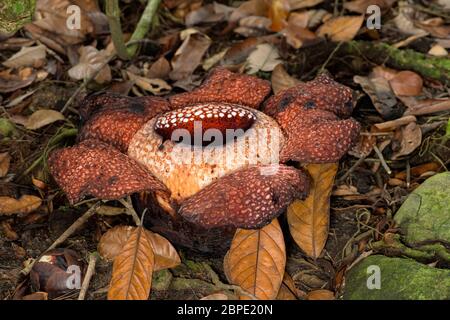 Giant flower of Rafflesia keithii, Rafflesiaceae family, endemic to Sabah in Borneo, Kinabalu National Park, Sabah, Borneo, Malaysia Stock Photo