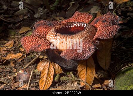 Giant flower of Rafflesia keithii, Rafflesiaceae family, endemic to Sabah in Borneo, Kinabalu National Park, Sabah, Borneo, Malaysia Stock Photo