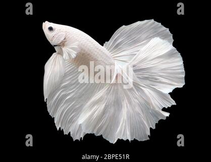 Betta White Platinum HM Halfmoon  Male or Plakat Fighting Fish Splendens On Black Background. Stock Photo